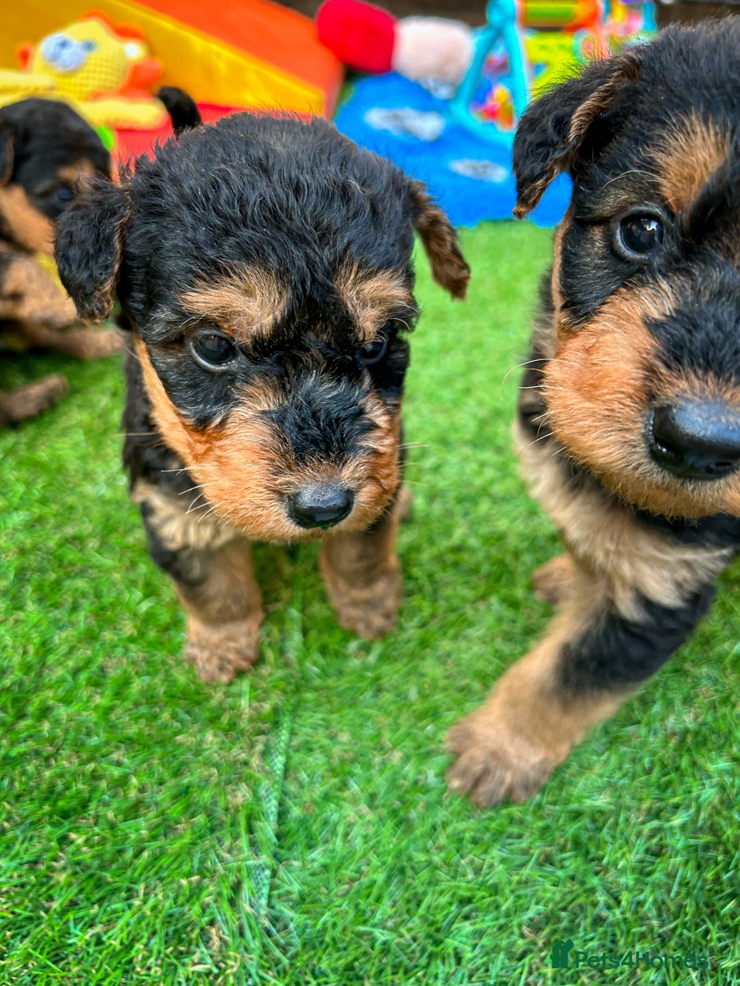 Airedale Terrier dogs for sale: ⭐️⭐️FAMILY REARED KC AIREDALE PUPS⭐️⭐️ - Image 19