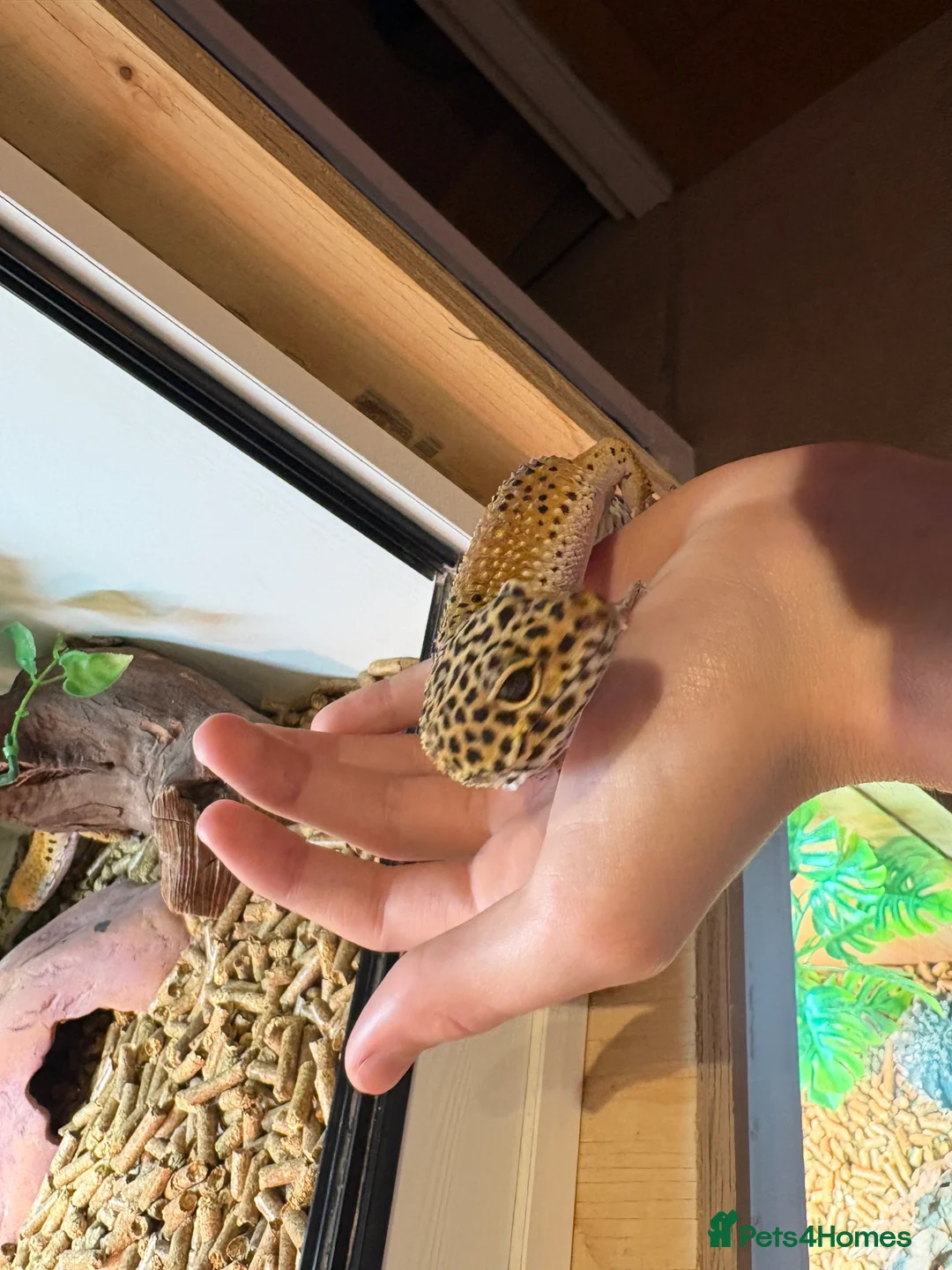 Leopard Gecko reptiles for sale: Female leopard gecko  - Advert 6