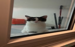 Mixed Breed cats for sale: Muffin  - Image 1