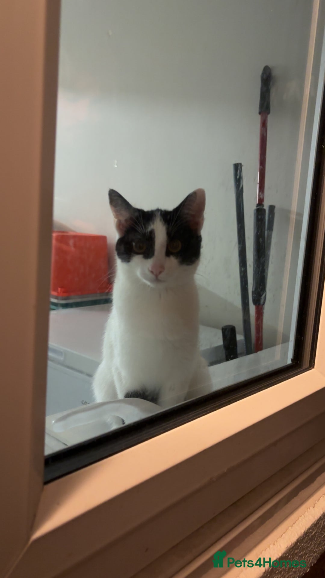 Mixed Breed cats for sale: Muffin  - Image 1