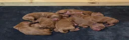 Toy Poodle dogs for stud: Kc health tested red toy poodle  - Advert 5