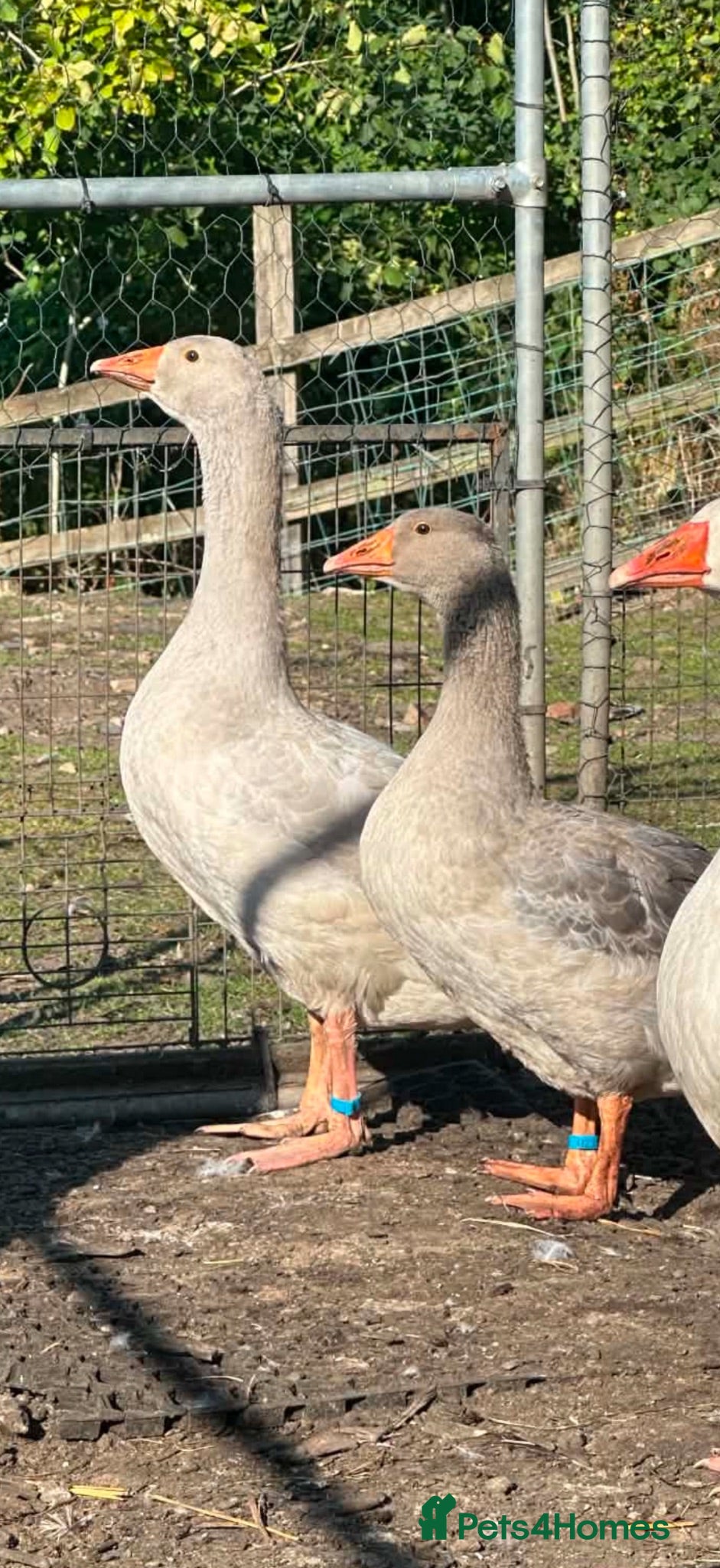 Geese poultry Franconian geese - PRICE PER BIRD!! - Advert 1