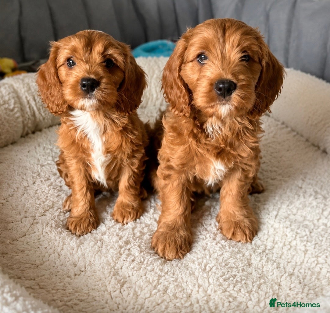 Cavapoo dogs Cavapoo’s - Advert 2