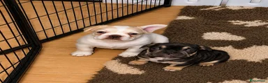 French Bulldog Puppy 2