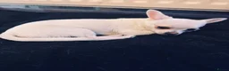 Chihuahua dogs for sale: White Apple head chihuahua - Advert 2