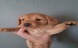 Labradoodle dogs for sale: Gorgeous mini labradoodles  - Image 10