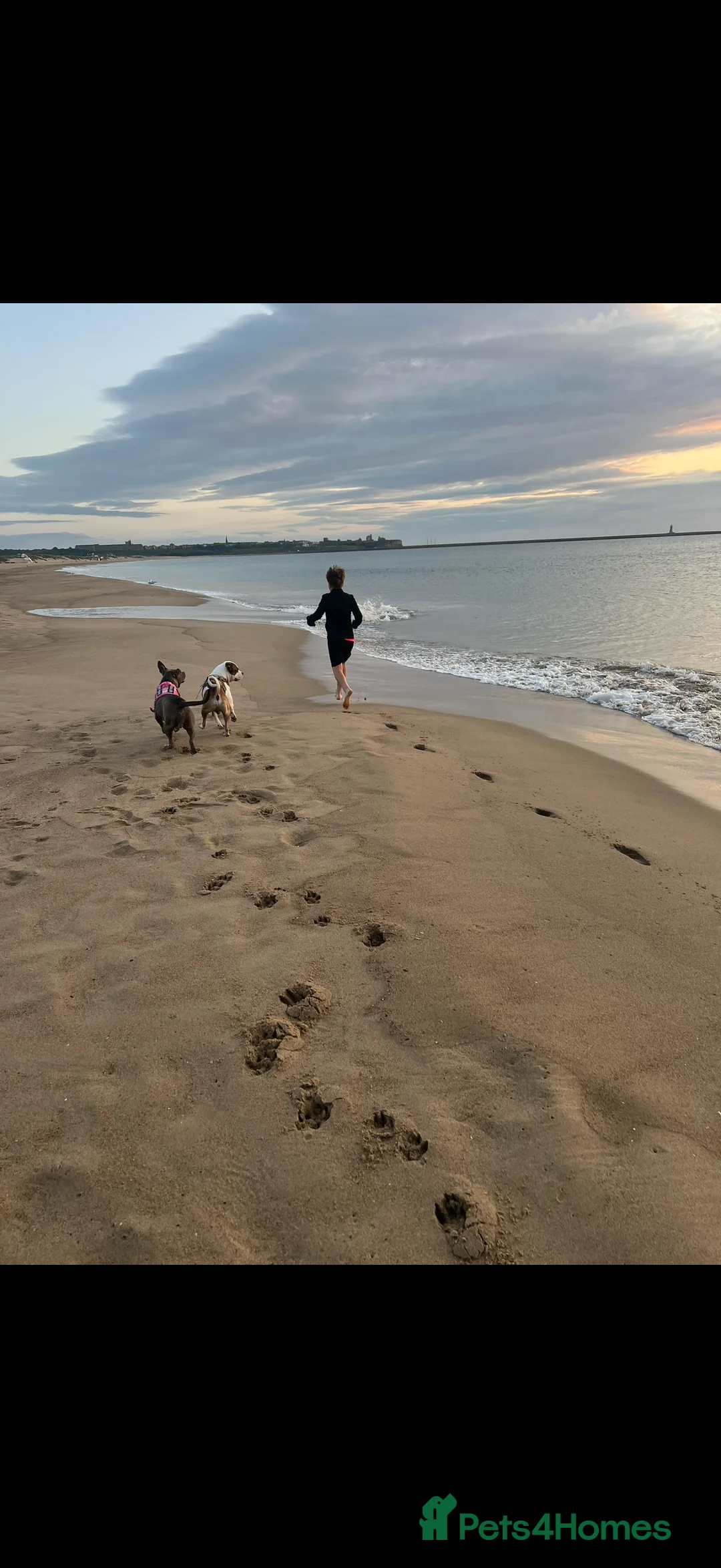 American Bully dogs for sale: American bully classic puppies for sale  - Advert 11