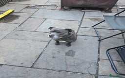 Staffordshire Bull Terrier dogs for stud: Blue staffy male, KC registered - Image 2