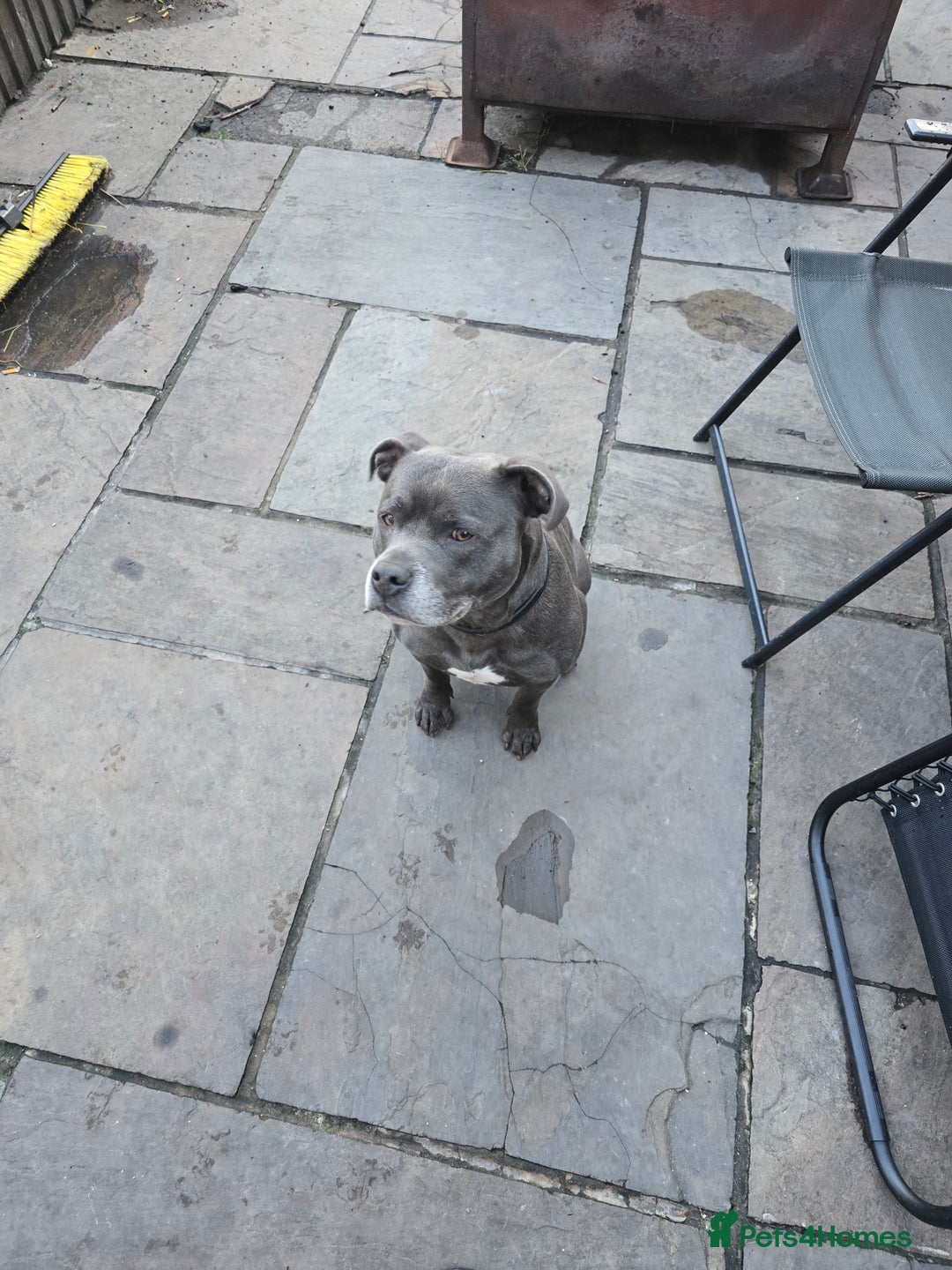 Staffordshire Bull Terrier dogs for stud: Blue staffy male, KC registered - Image 2