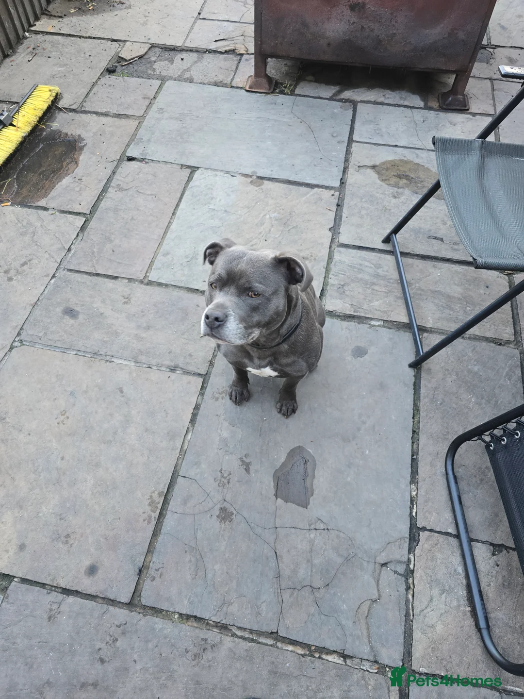 Staffordshire Bull Terrier dogs for stud: Blue staffy male, KC registered - Advert 2