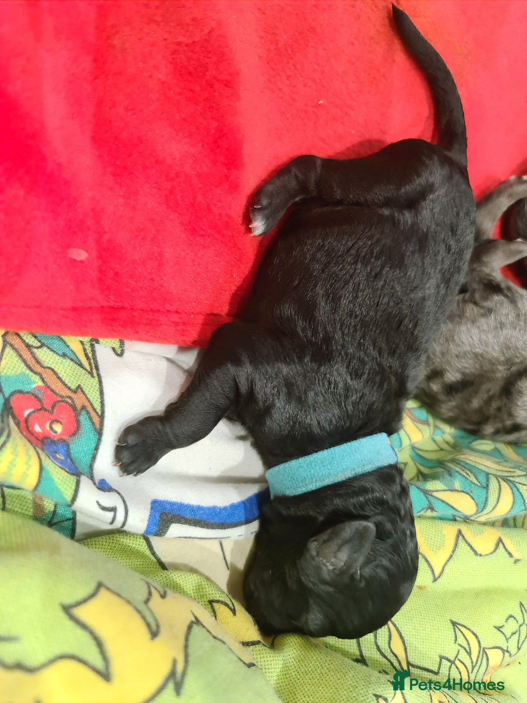 Cockapoo dogs for sale: ADORABLE F2B COCKAPOO PUPPIES 🐶 😍  - Image 4