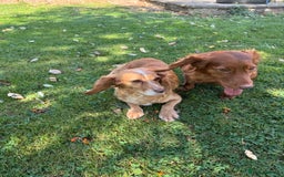 Cocker Spaniel dogs for sale: Cocker spaniel puppy  - Image 9