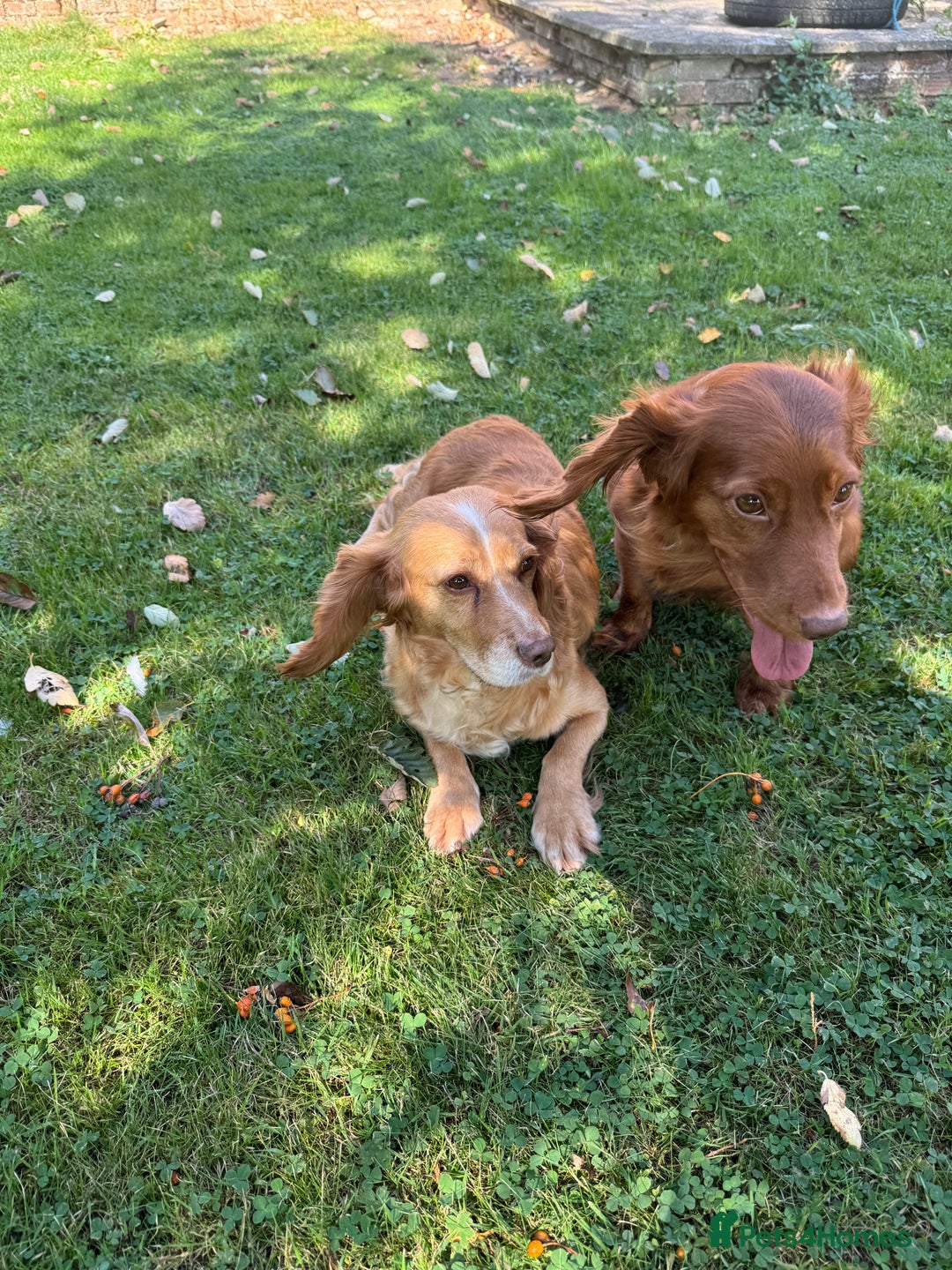 Cocker Spaniel dogs for sale: Cocker spaniel puppy  - Image 9