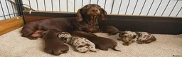 Miniature Dachshund dogs for sale: KC Mini Dachshund Puppies – Dapple & Chocolate - Advert 16