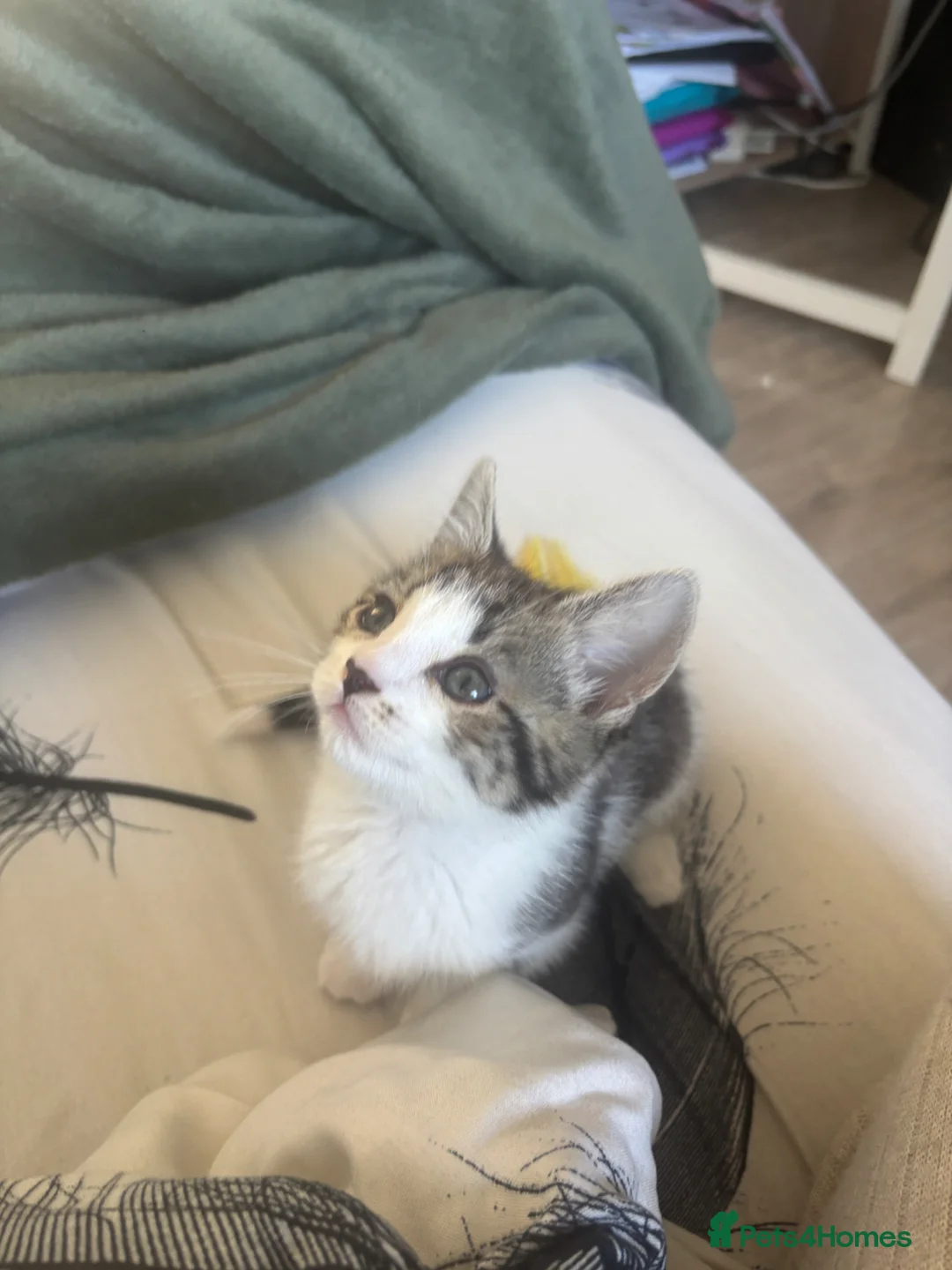 Mixed Breed cats for sale: Male kitten for sale  - Advert 2