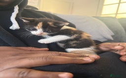 Mixed Breed cats for sale: 5 female kittens for sale  - Image 7