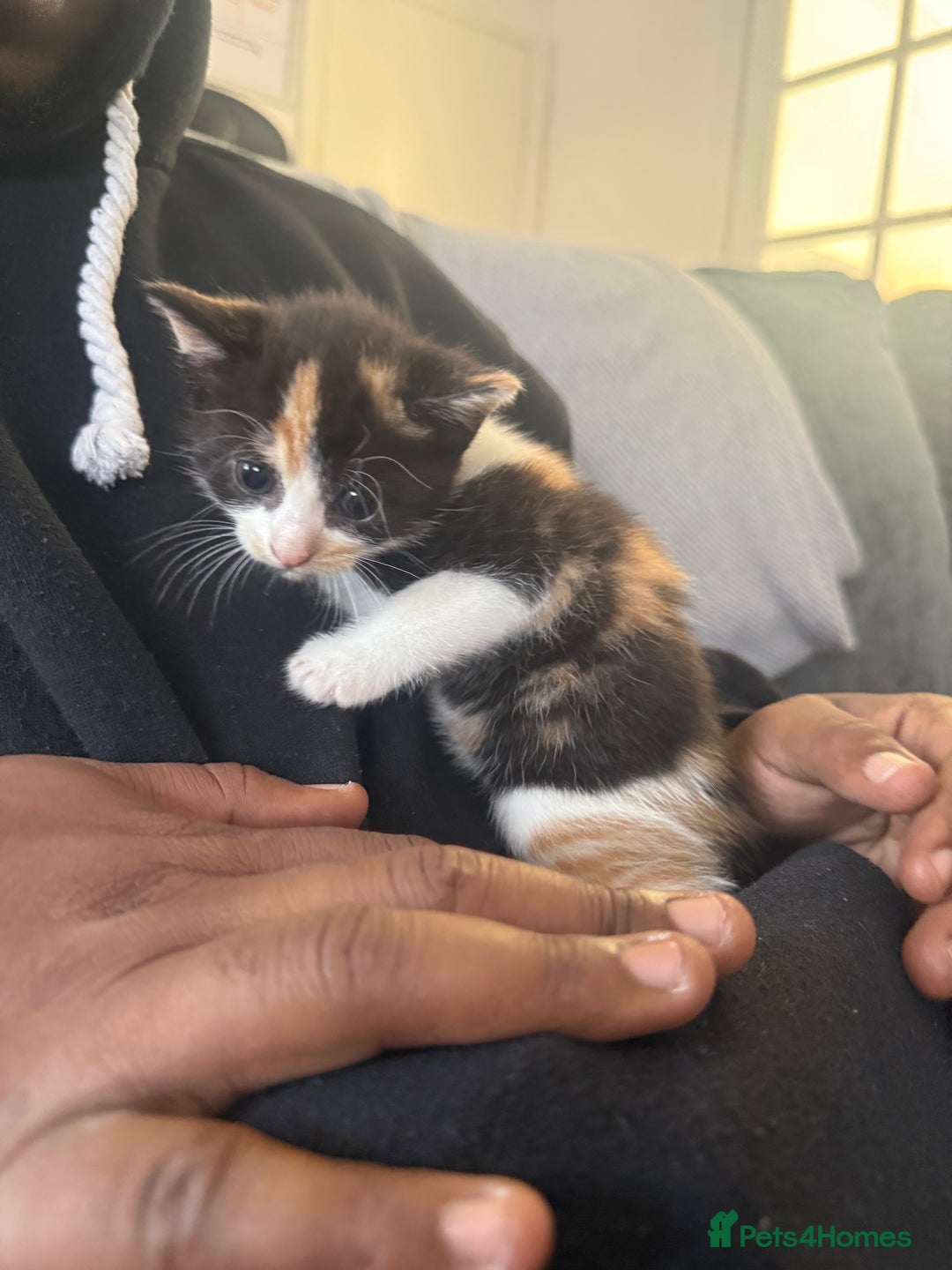 Mixed Breed cats for sale: 5 female kittens for sale  - Image 7