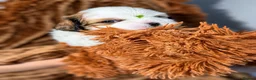 Shih Tzu dogs for sale: Beautiful Shih Tzu Puppies – Boys & Girls - Advert 37