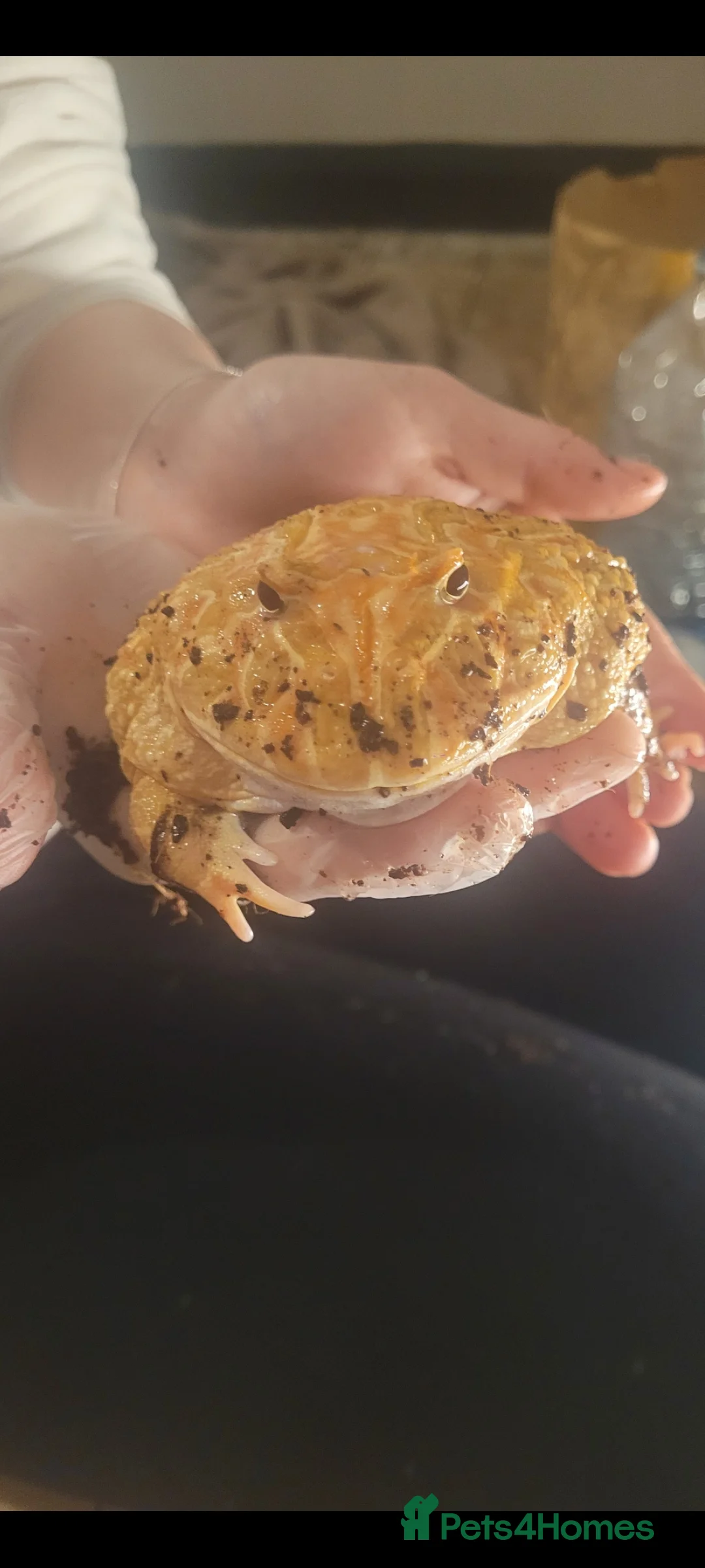 Frog reptiles for sale: Female pacman frog  - Advert 3