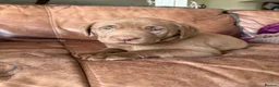 Labrador Retriever dogs for sale: 🐾Chocolate Labrador puppies🐾 - Advert 8