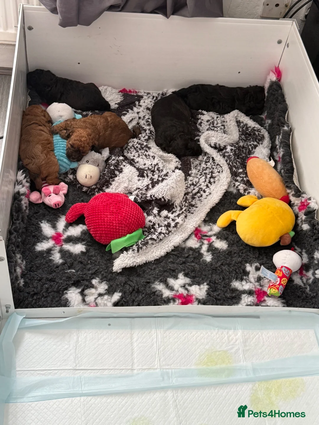 Maltipoo dogs for sale: Outstanding Malshipoo puppies  - Advert 1