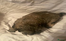 Shih Tzu dogs for sale: Stunning shih tzu puppies - Image 16