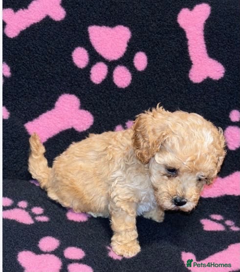 Cockapoo dogs Beautiful cockapoo puppies  - Advert 1