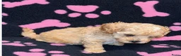 Cockapoo dogs for sale: Beautiful cockapoo puppies  - Advert 1