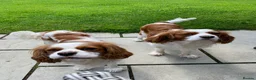 Cavalier King Charles Spaniel dogs for sale: Cavalier King Charles Spaniel KC Puppies - Advert 15