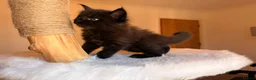 Maine Coon cats for sale: Now 2 TICA Registered Mainecoon kittens  - Advert 11