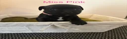 Staffordshire Bull Terrier dogs for sale: Beautiful K.C Staffordshire bull terrier puppies - Advert 15