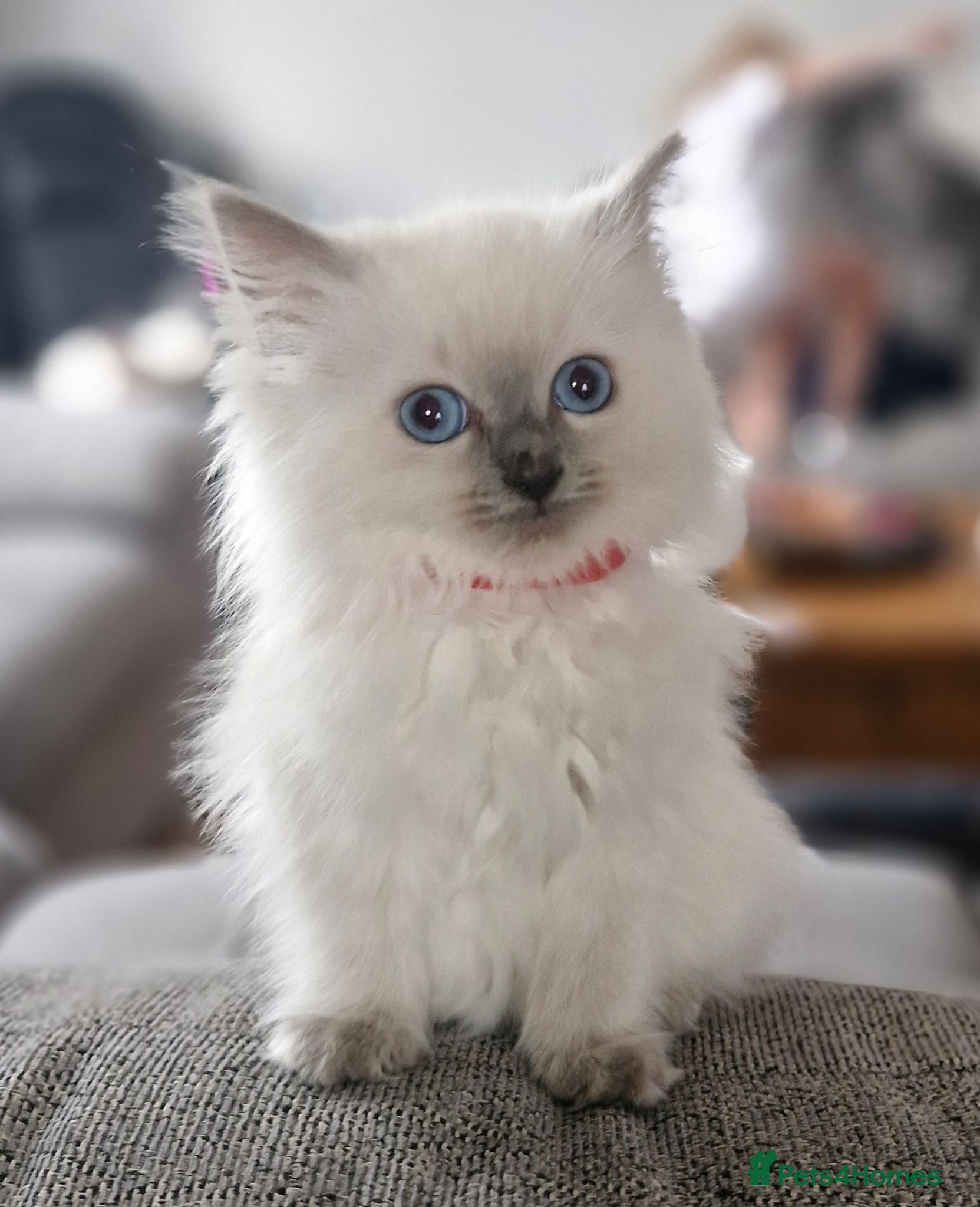Ragdoll cats Beautiful ragdoll kittens - Advert 7
