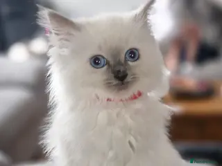 Ragdoll cats Beautiful ragdoll kittens - Advert 7