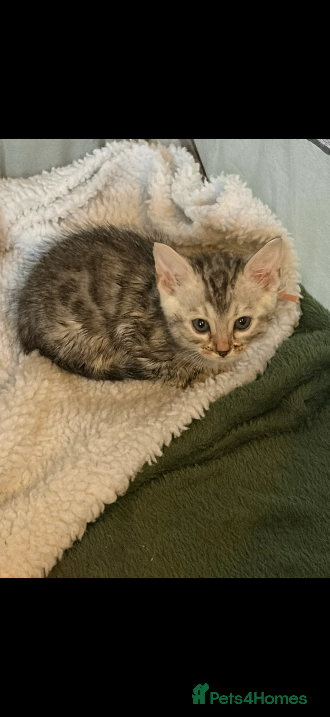 Bengal cats for sale: Family raised Bengal Kittens 🐾 - Advert 2