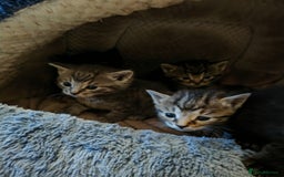 Sphynx cats for sale: For sale I have seven adorable kittens sphynx  - Image 5
