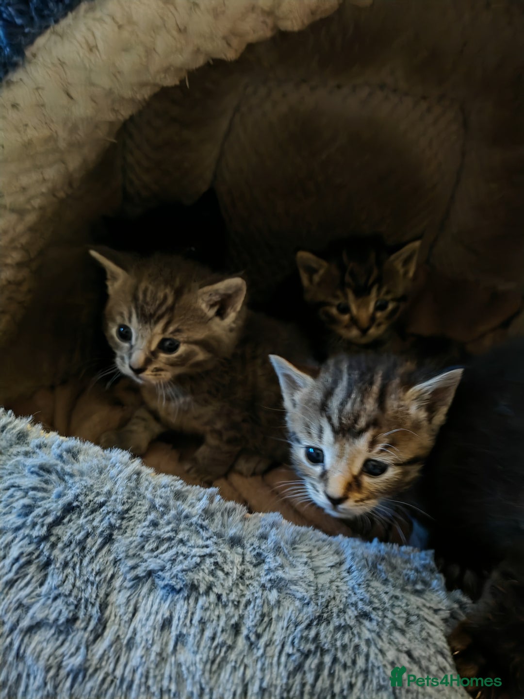 Sphynx cats for sale: For sale I have seven adorable kittens sphynx  - Image 5