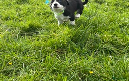 Border Collie dogs for sale: 4 border collie males looking for forever homes  - Image 13