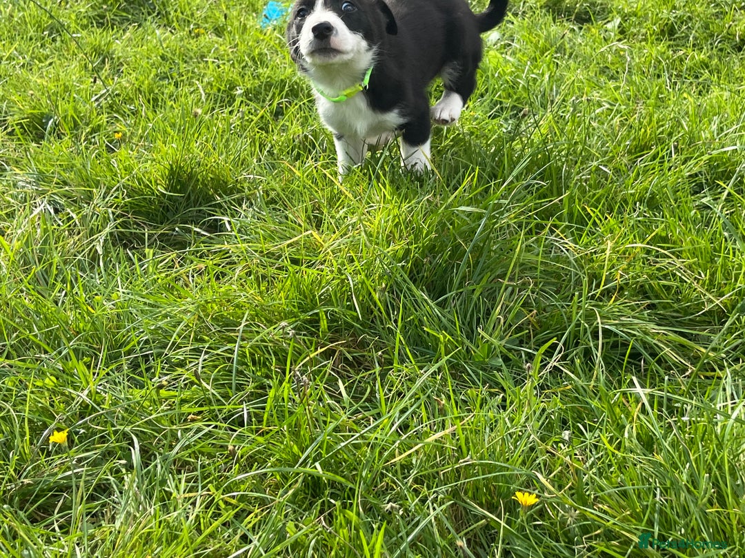 Border Collie dogs for sale: 4 border collie males looking for forever homes  - Image 13