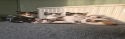 British Shorthair cats for sale: 4 beautiful kittens 🐾 in Bristol - Advert 3
