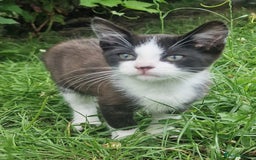 Domestic Shorthair cats for sale: 3 Playful Kittens 🐾 - Image 9