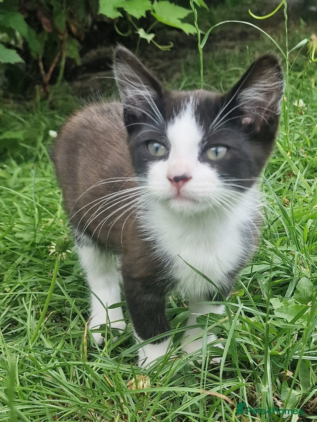 Domestic Shorthair cats for sale: 3 Playful Kittens 🐾 - Image 9
