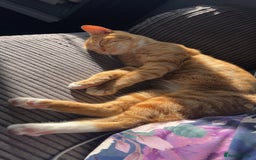 Mixed Breed cats for sale: Male ginger cat  - Image 6
