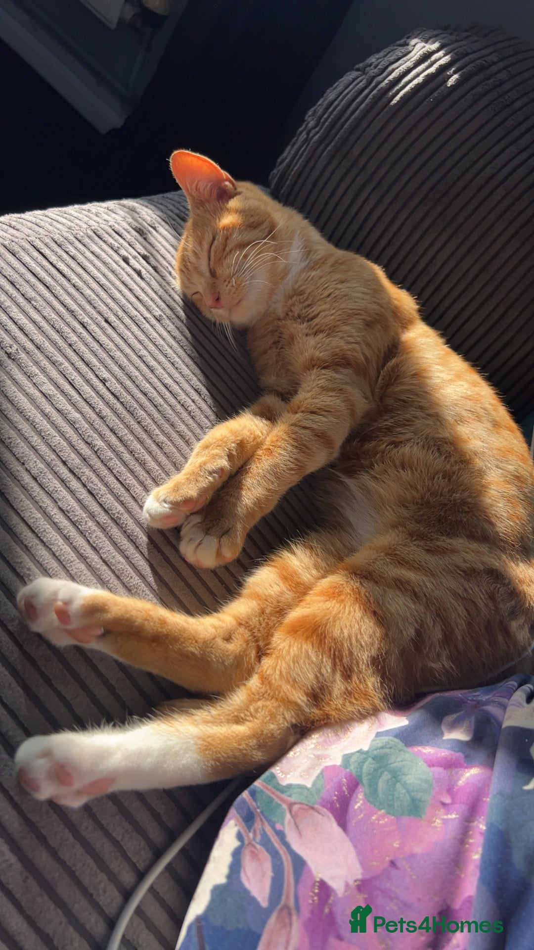 Mixed Breed cats for sale: Male ginger cat  - Image 6