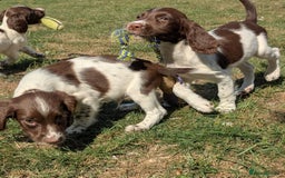 English Springer Spaniel dogs for sale: 2025 FTCH ROSEBAY BLUE,WELL MARKED LITTER ESS PUPS - Image 15