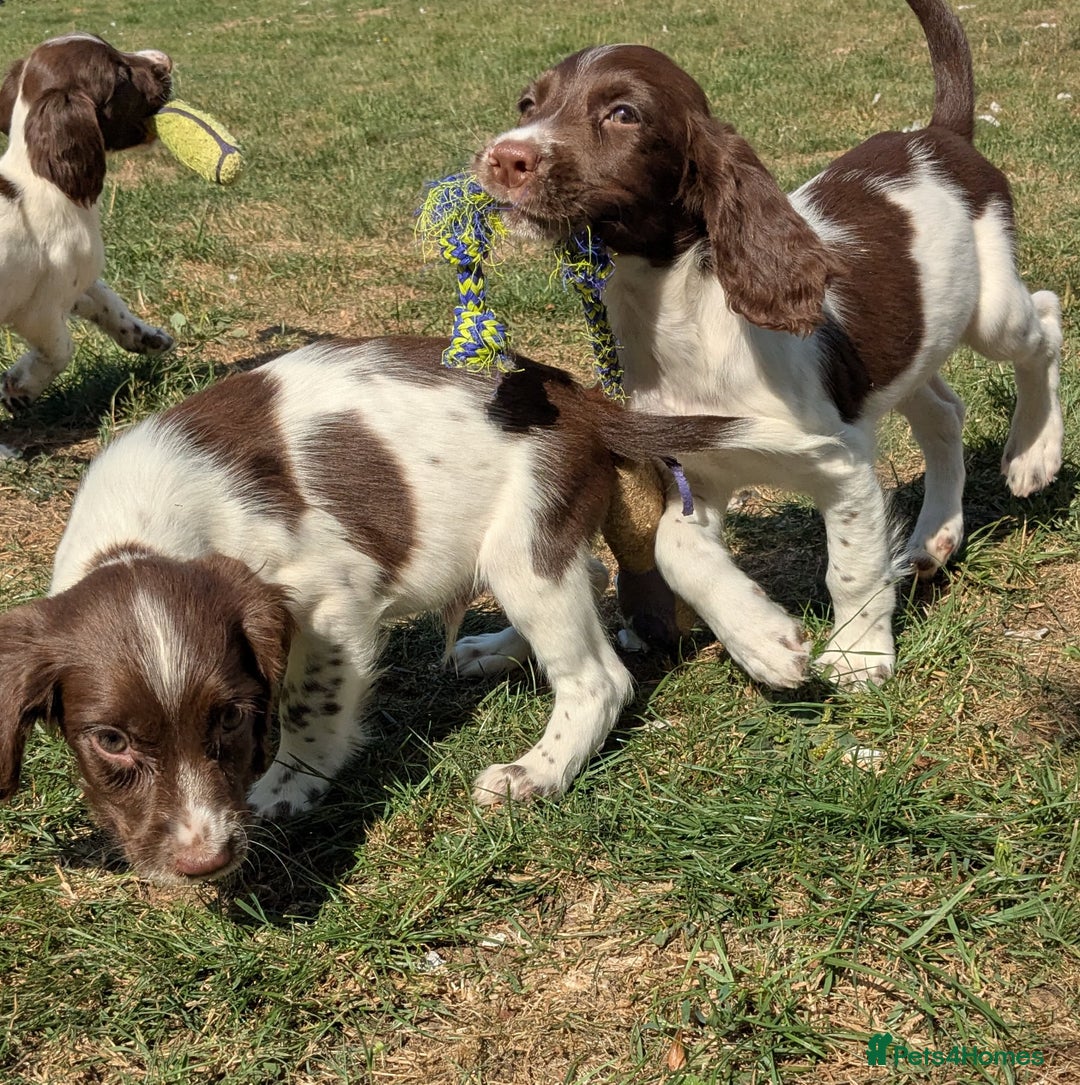 English Springer Spaniel dogs for sale: 2025 FTCH ROSEBAY BLUE,WELL MARKED LITTER ESS PUPS - Image 15