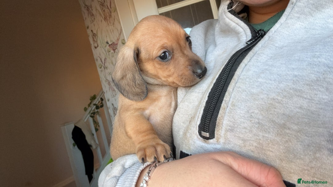 Miniature Dachshund dogs for sale: Kc true miniature dachshunds puppies - Advert 6