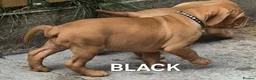 Dogue De Bordeaux dogs for sale:  PRICE REDUCED – LAST 2 FEMALES – READY NOW! - Advert 9
