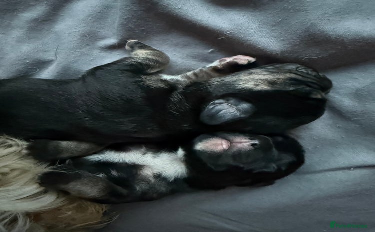 Mixed Breed dogs - Advert 1