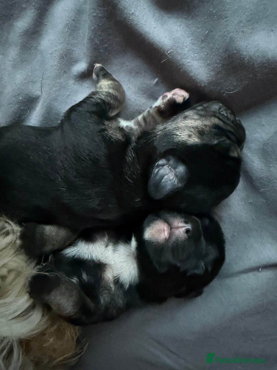 Mixed Breed dogs for sale: Bichon-A-Ranian And French bulldog mix - Image 1