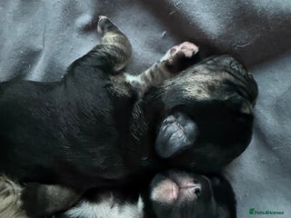 Mixed Breed dogs - Advert 33